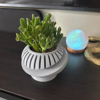 Green succulent plant in a decorative pot on a reflective surface with a colorful orb in the background.